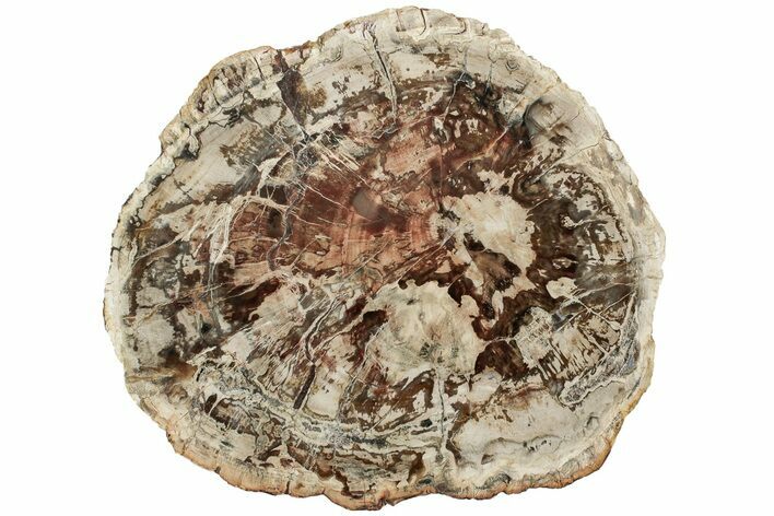 Triassic, Petrified Wood (Araucaria) Round - Madagascar #217087